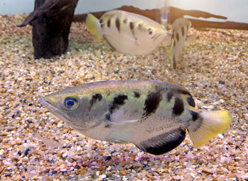 Close-up of fish swimming in sea