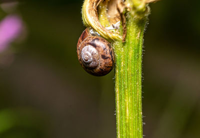 Close-up of snail on plant
