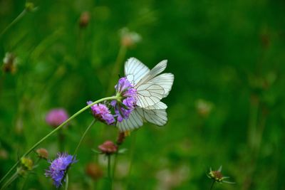 Close-up of butterfly pollinating on purple flower