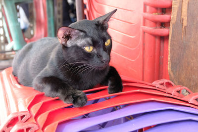 Close-up of black cat