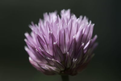 Close-up of pink flower against black background