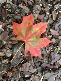 High angle view of autumn leaves on field