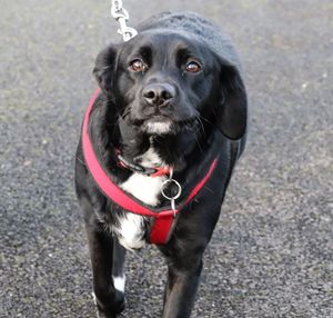 Portrait of black dog