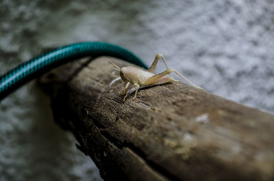 Close-up of lizard