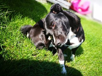 Close-up of dog on grass