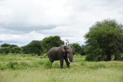 Elephants on field against sky