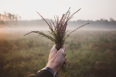 Cropped image of hand holding plant against field during foggy weather