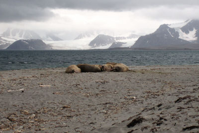 Scenic view of sea by snowcapped mountains against sky