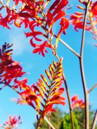 Low angle view of flowering plant against clear blue sky