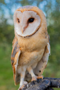 Close-up portrait of owl