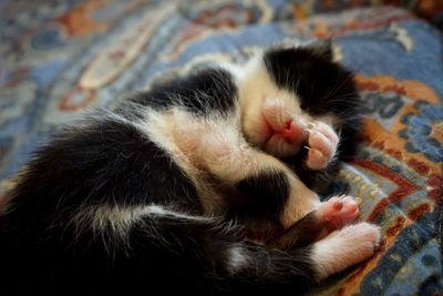 Close-up of cat relaxing