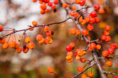 Close-up of orange berries growing on tree