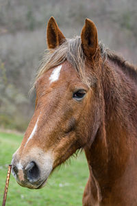 Close-up of horse standing on field