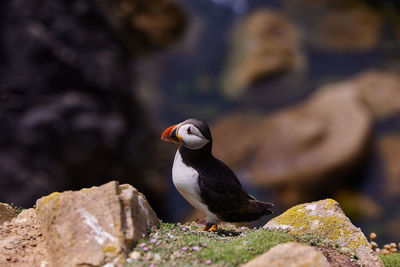 Puffin standing on a rock cliff . fratercula arctica 