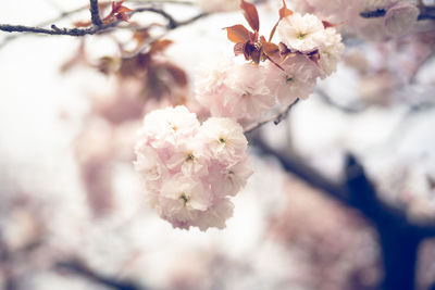 Close-up of pink cherry blossoms