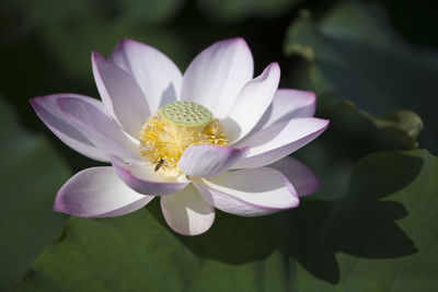 Close-up of purple water lily