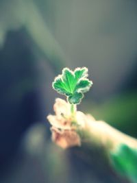 Close-up of small plant growing on field