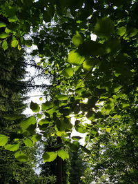Low angle view of tree against sky