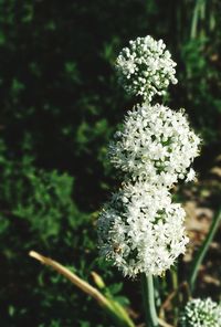 Close-up of flowers blooming outdoors