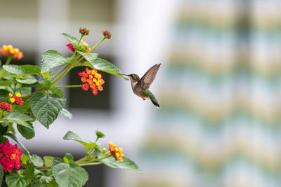 Close-up of humming bird pollinating on flower