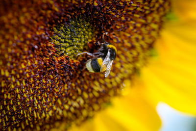 Close-up of bee pollinating on flower