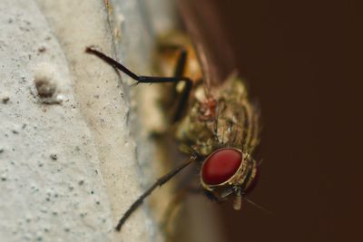 Close-up of insect