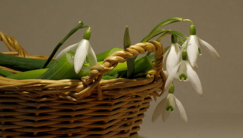 White flowers in basket against wall