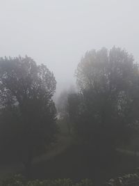 Wet trees against sky during rainy season