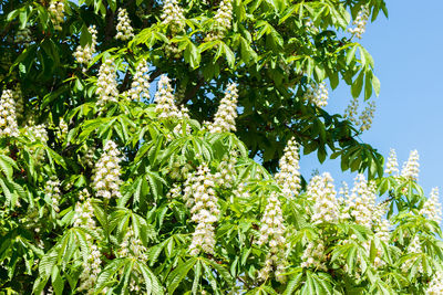 Low angle view of flowering plant