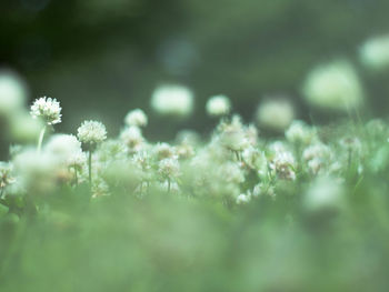 Close-up of flowering plants on field