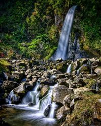 Scenic view of waterfall in forest