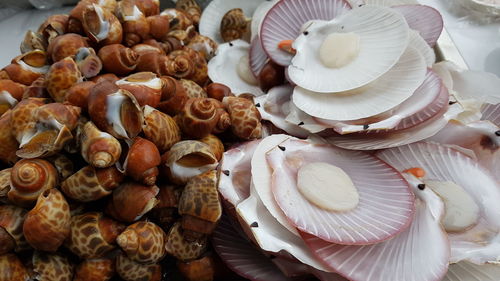 High angle view of shells on table