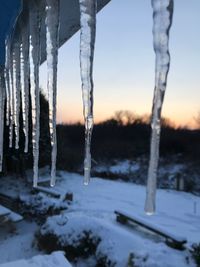 Close-up of icicles on tree trunk during winter