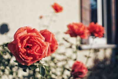 Close-up of red rose