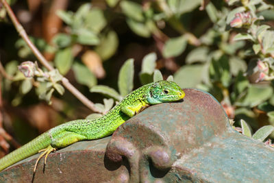 Close-up of a lizard on a branch