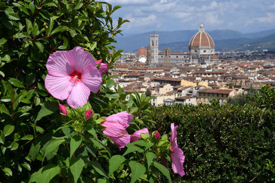 Close-up of pink flowering plant in city