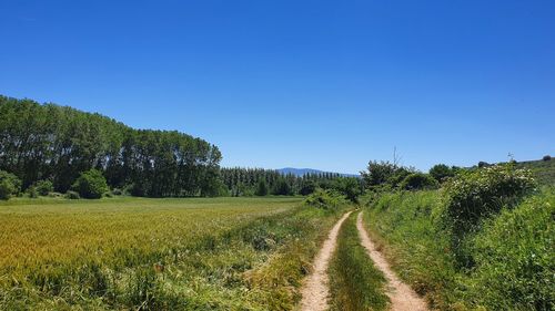 Scenic view of field against clear sky