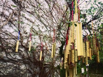 Low angle view of tree with flowers