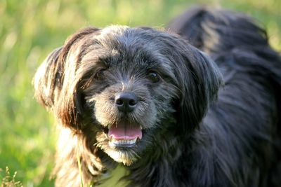 Close-up of dog