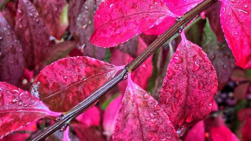 Close-up of water drops on red leaves