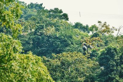 High angle view of plants and trees in forest