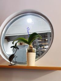 Close-up of potted plant on window at home