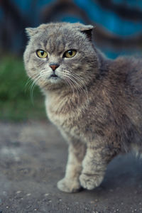 Close-up portrait of a cat