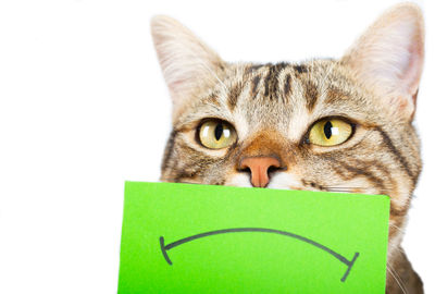 Close-up portrait of a cat against white background