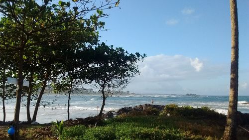 Trees on beach against sky