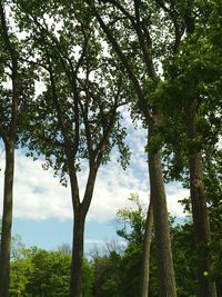 Low angle view of trees in forest against sky