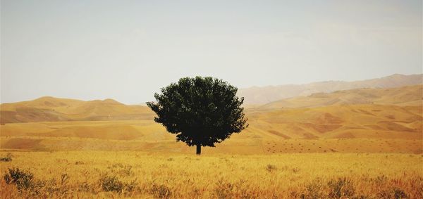 Sole tree in vast landscape in afghanistan