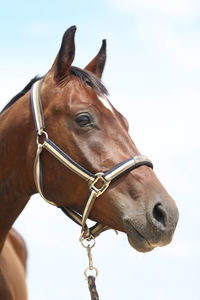 Close-up of horse against sky