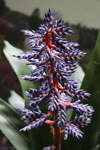 Close-up of flowers against blurred background