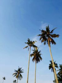 Low angle view of coconut palm tree against sky